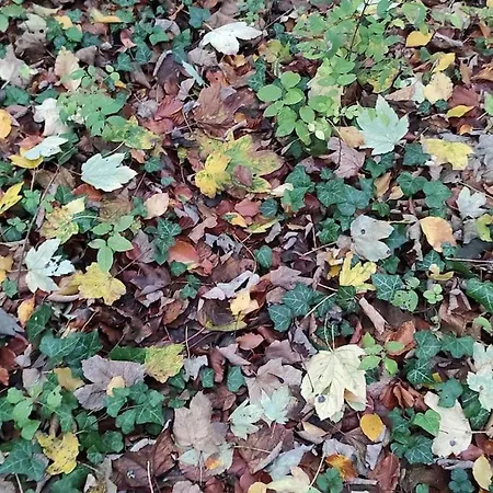 Au Moulin Des Pres - 15 Couchages Au Bord De L'eau Casa de Férias Croissy-sur-Celle