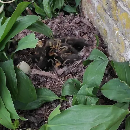 Casa de Férias Au Moulin Des Pres - 15 Couchages Au Bord De L'eau *
