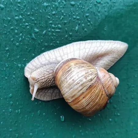 Au Moulin Des Pres - 15 Couchages Au Bord De L'eau